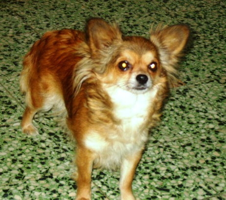 Publication : du Paradis des P'tits Cracks Auteur : Magali. Duval.