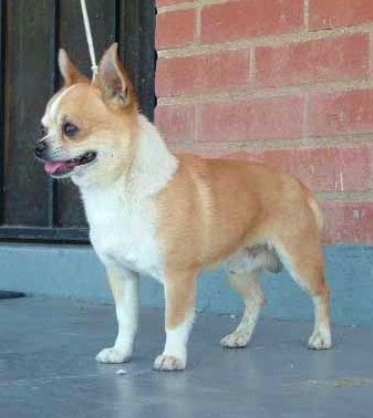 Publication : du Paradis des P'tits Cracks Auteur : MAGALI DUVAL