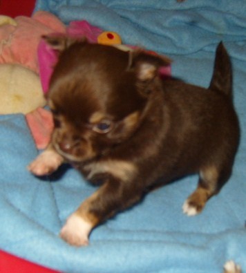 Publication : du Paradis des P'tits Cracks Auteur : Magali. Duval.