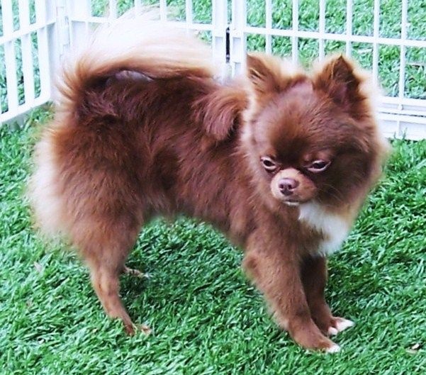 Publication : du Paradis des P'tits Cracks Auteur : MAGALI DUVAL