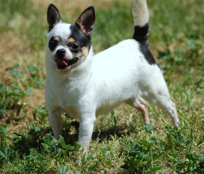 Publication : du Paradis des P'tits Cracks Auteur : MAGALI DUVAL