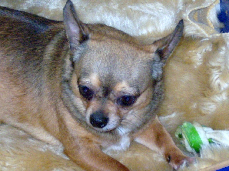 Publication : du Paradis des P'tits Cracks Auteur : Magali. Duval.