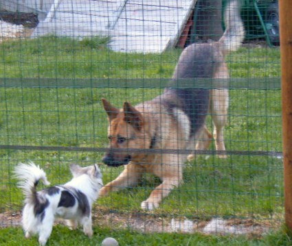 Publication : du Paradis des P'tits Cracks Auteur : MAGALI DUVAL