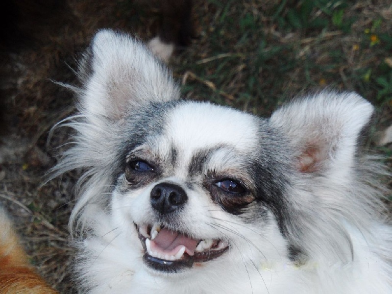 Publication : du Paradis des P'tits Cracks Auteur : MAGALI DUVAL