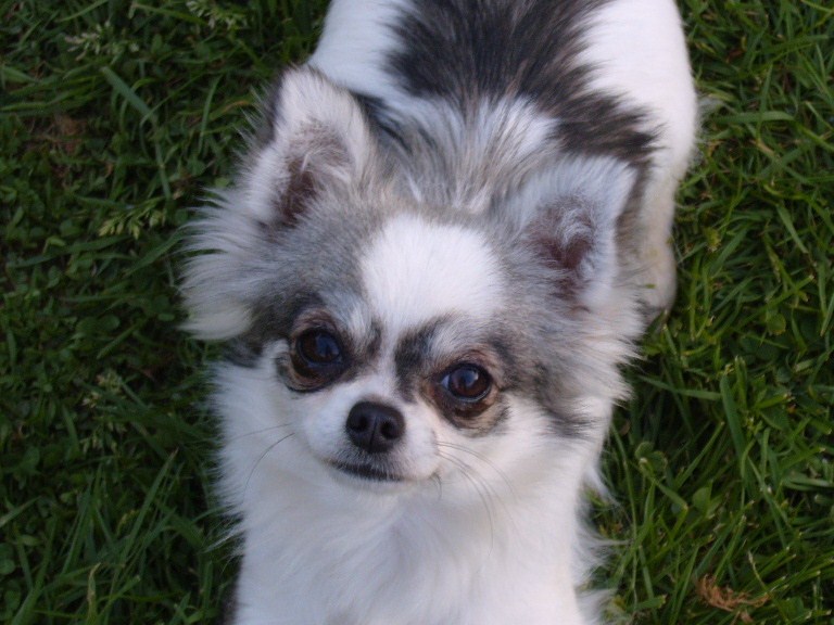 Publication : du Paradis des P'tits Cracks Auteur : MAGALI DUVAL