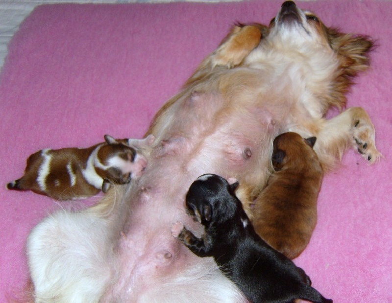 Publication : du Paradis des P'tits Cracks Auteur : Magali. Duval.