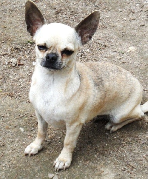 Publication : du Paradis des P'tits Cracks Auteur : MAGALI DUVAL