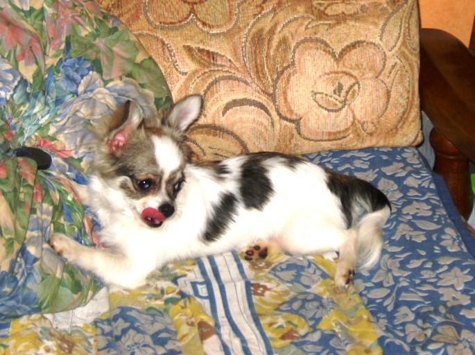 Publication : du Paradis des P'tits Cracks Auteur : MAGALI DUVAL