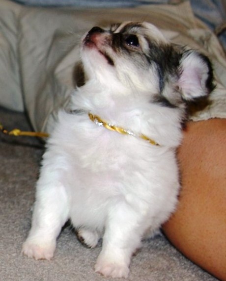 Publication : du Paradis des P'tits Cracks Auteur : MAGALI DUVAL