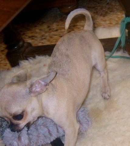 Publication : du Paradis des P'tits Cracks Auteur : MAGALI DUVAL