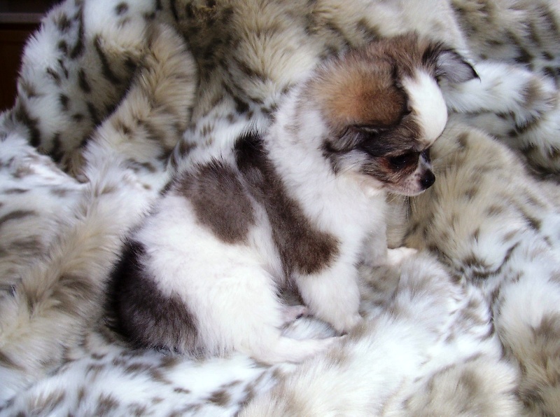 Publication : du Paradis des P'tits Cracks Auteur : MAGALI DUVAL