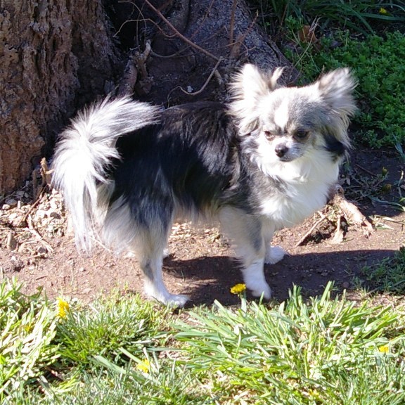 Publication : du Paradis des P'tits Cracks Auteur : MAGALI DUVAL