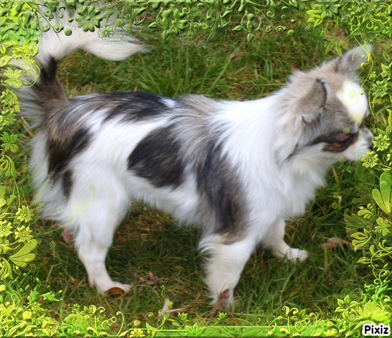 Publication : du Paradis des P'tits Cracks Auteur : MAGALI DUVAL