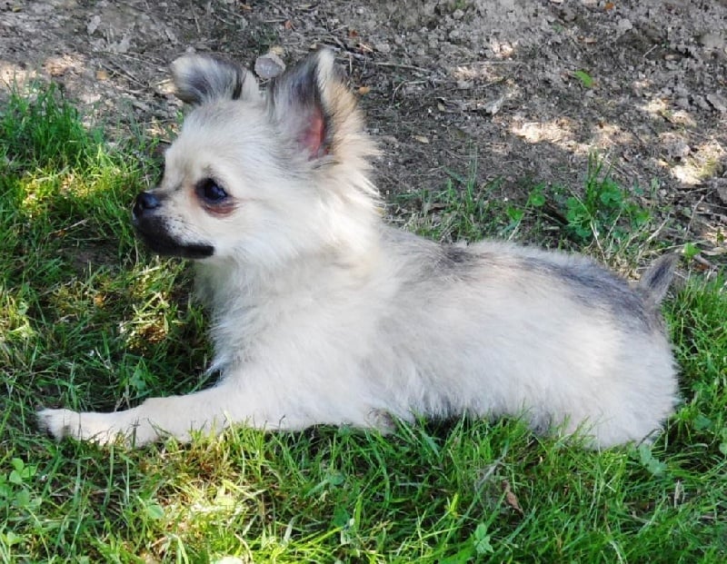 Publication : du Paradis des P'tits Cracks Auteur : MAGALI DUVAL