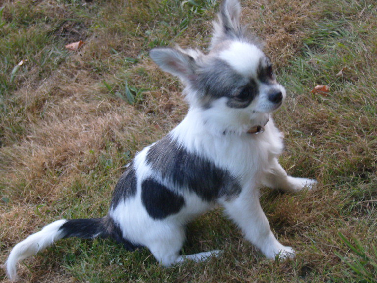 Publication : du Paradis des P'tits Cracks Auteur : MAGALI DUVAL