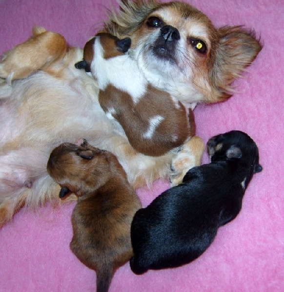 Publication : du Paradis des P'tits Cracks Auteur : Magali. Duval.