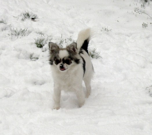 Publication : du Paradis des P'tits Cracks Auteur : MAGALI DUVAL