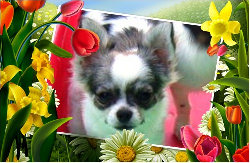 Publication : du Paradis des P'tits Cracks Auteur : MAGALI DUVAL