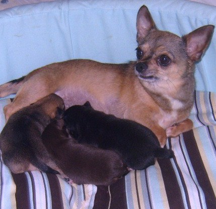 Publication : du Paradis des P'tits Cracks Auteur : Magali. Duval.