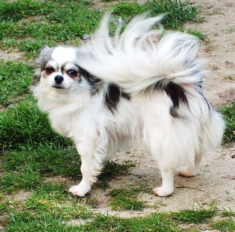 Publication : du Paradis des P'tits Cracks Auteur : MAGALI DUVAL