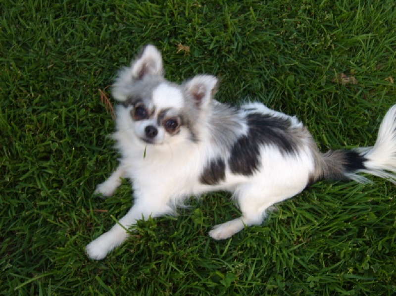 Publication : du Paradis des P'tits Cracks Auteur : MAGALI DUVAL