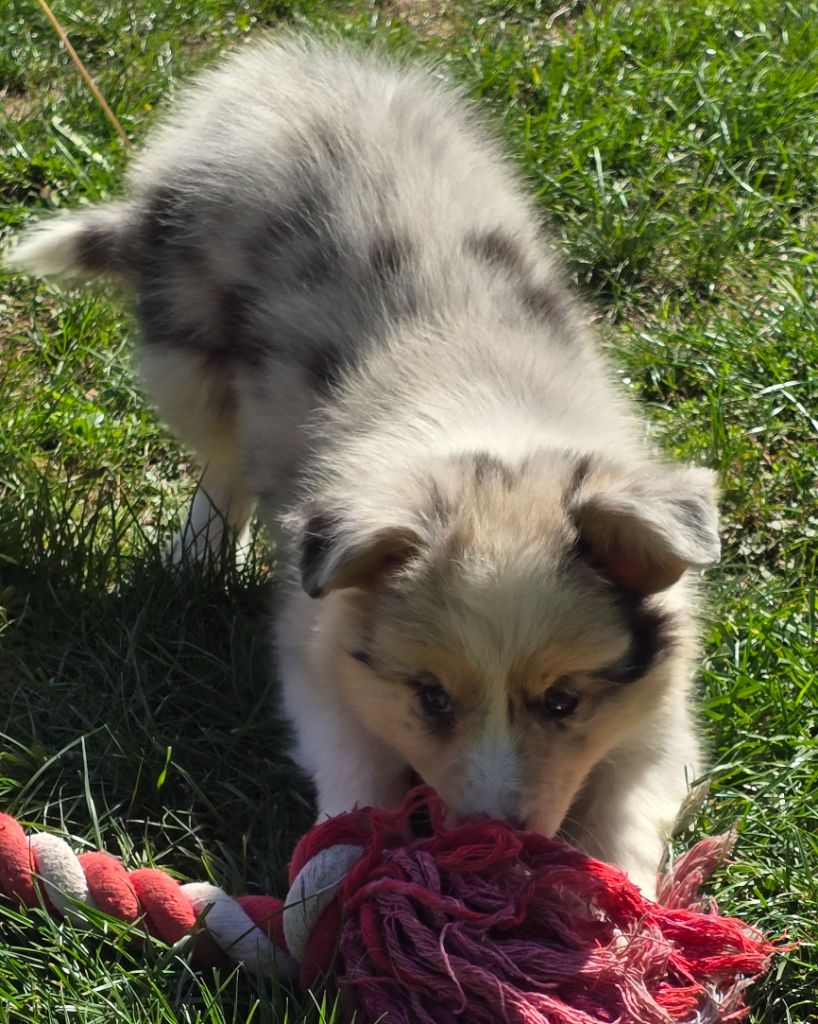 * ABBY du Paradis des P'tits Cracks  *