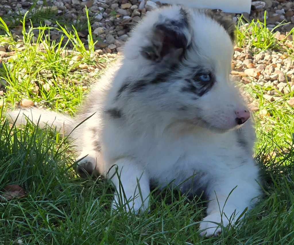 * AMBBRE du Paradis des P'tits Cracks *