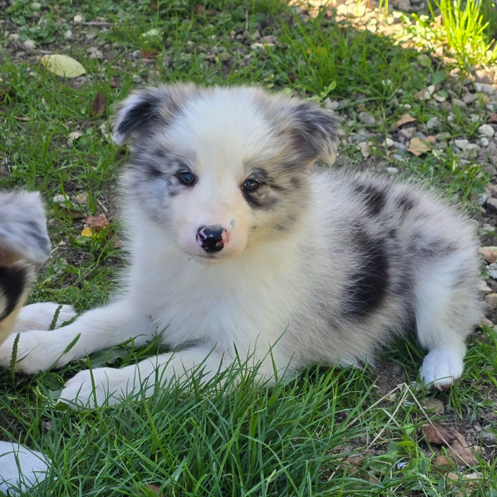 * AÏKA du Paradis des P'tits Cracks *