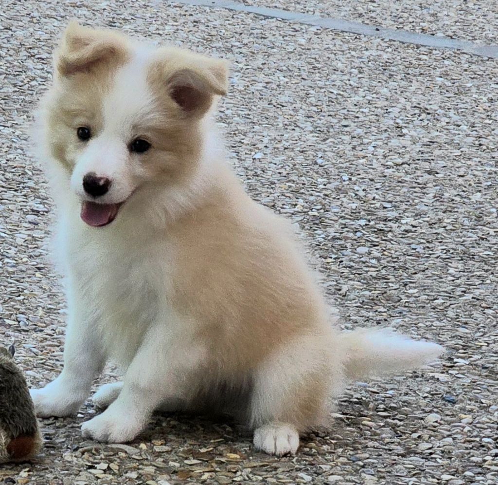 *  AÏKO du Paradis des P'tits Cracks *