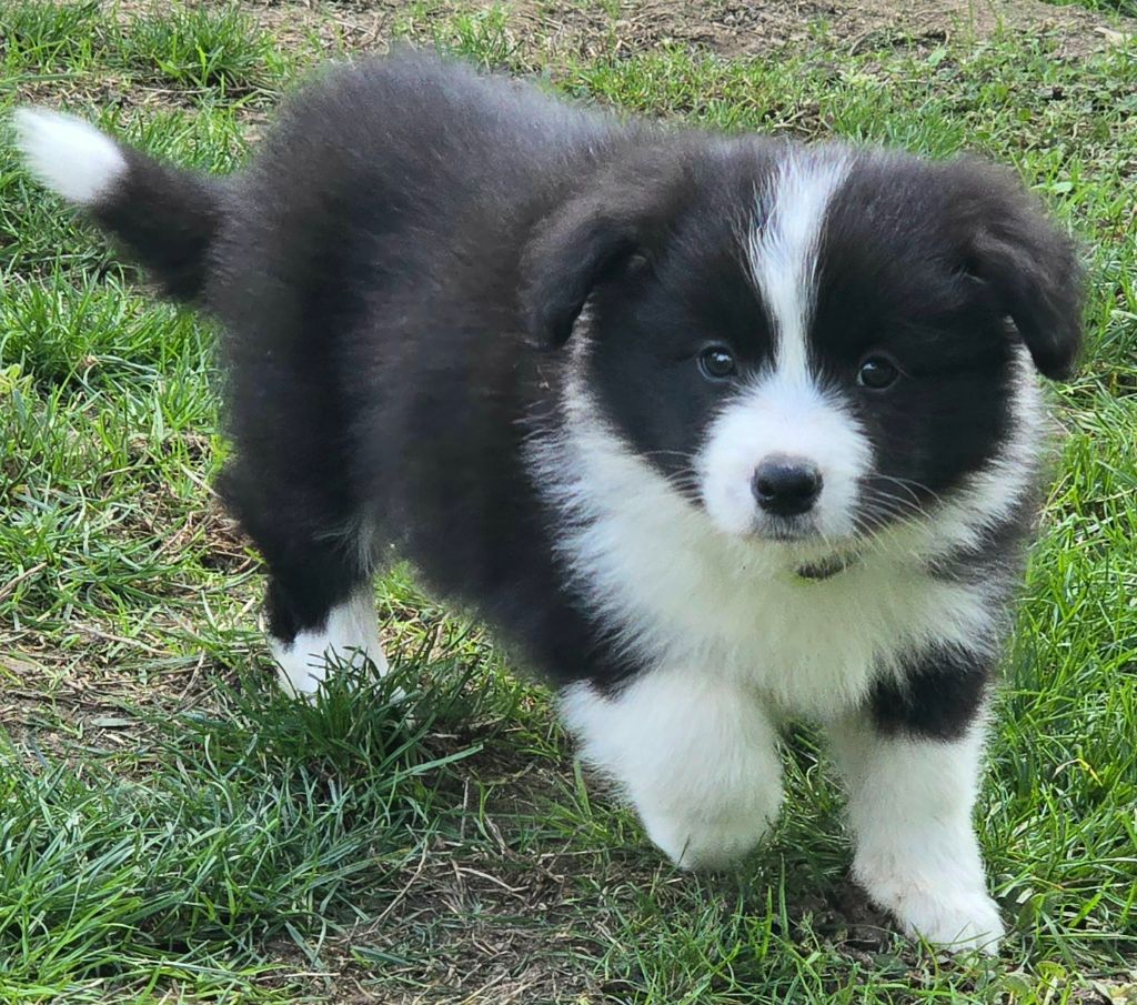 * AÏKA du Paradis des P'tits Cracks *