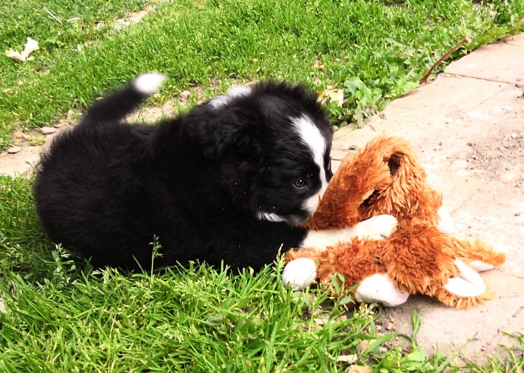 *  PEGGY du Paradis des P'tits Cracks *