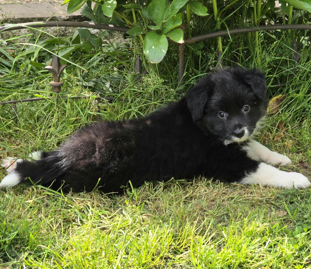 * VAÏA du Paradis des P'tits Cracks *