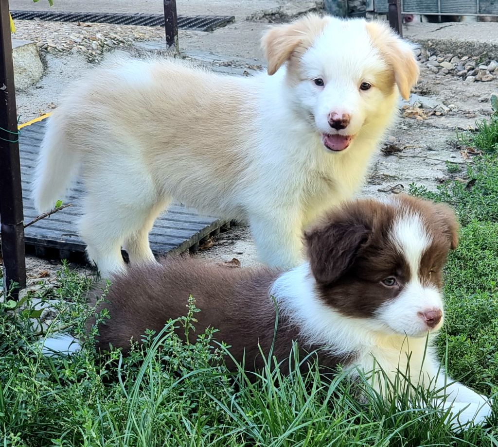Du Paradis Des Petit Crack Border Collie