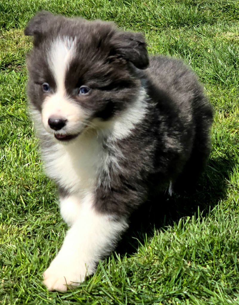 * VICK du Paradis des P'tits Cracks *