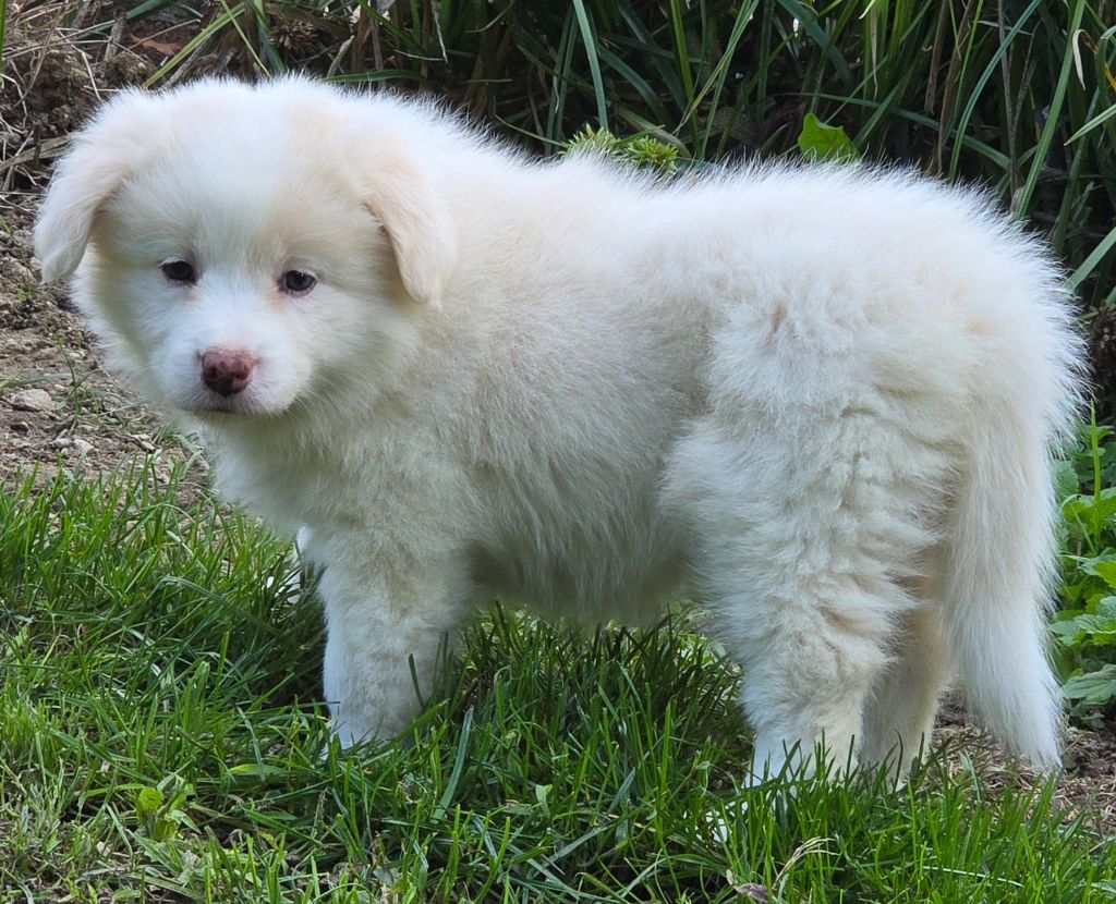 * APPY du Paradis des P'tits Cracks *