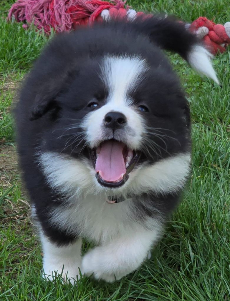 * ASKA  du Paradis des P'tits Cracks  *