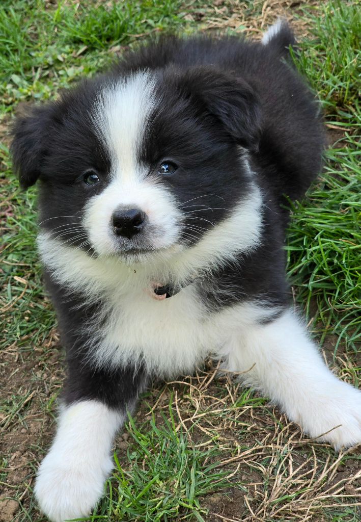 * ASKA  du Paradis des P'tits Cracks  *