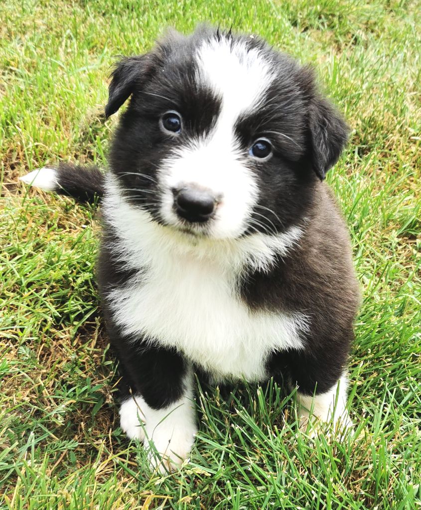 Du Paradis Des Petit Crack Border Collie