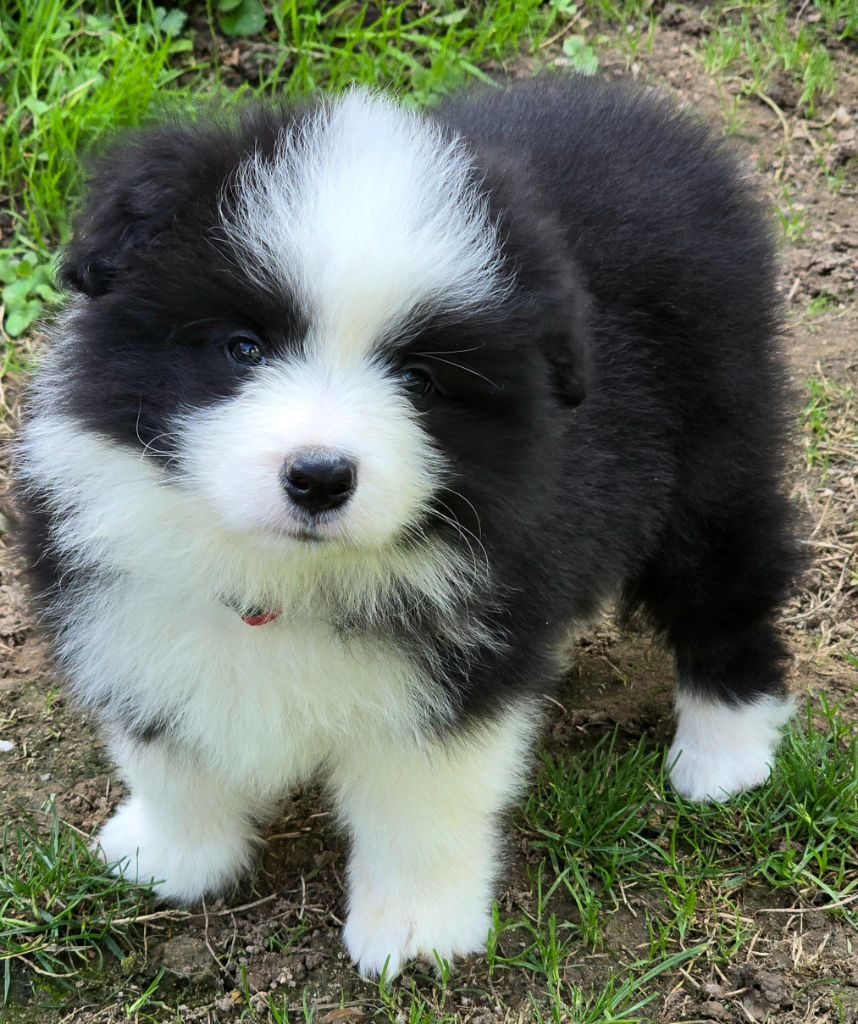 * AYA du Paradis des P'tits Cracks  *