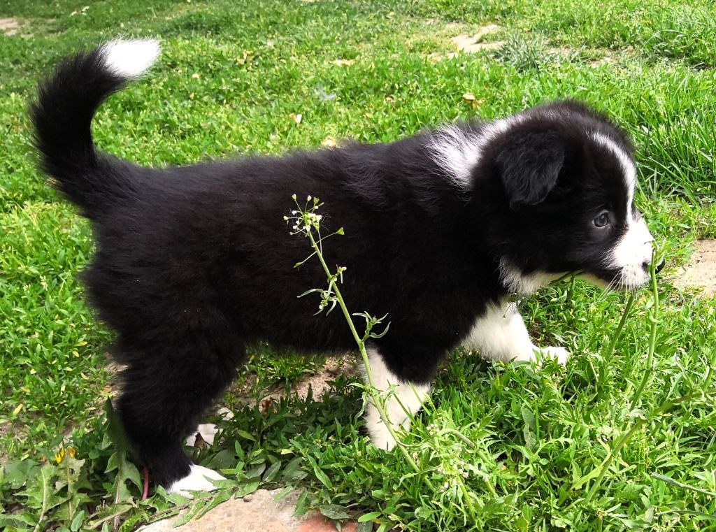 *  PERLE  du Paradis des P'tits Cracks *