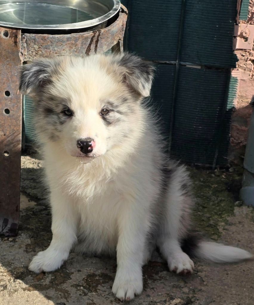 * AÏKA du Paradis des P'tits Cracks *