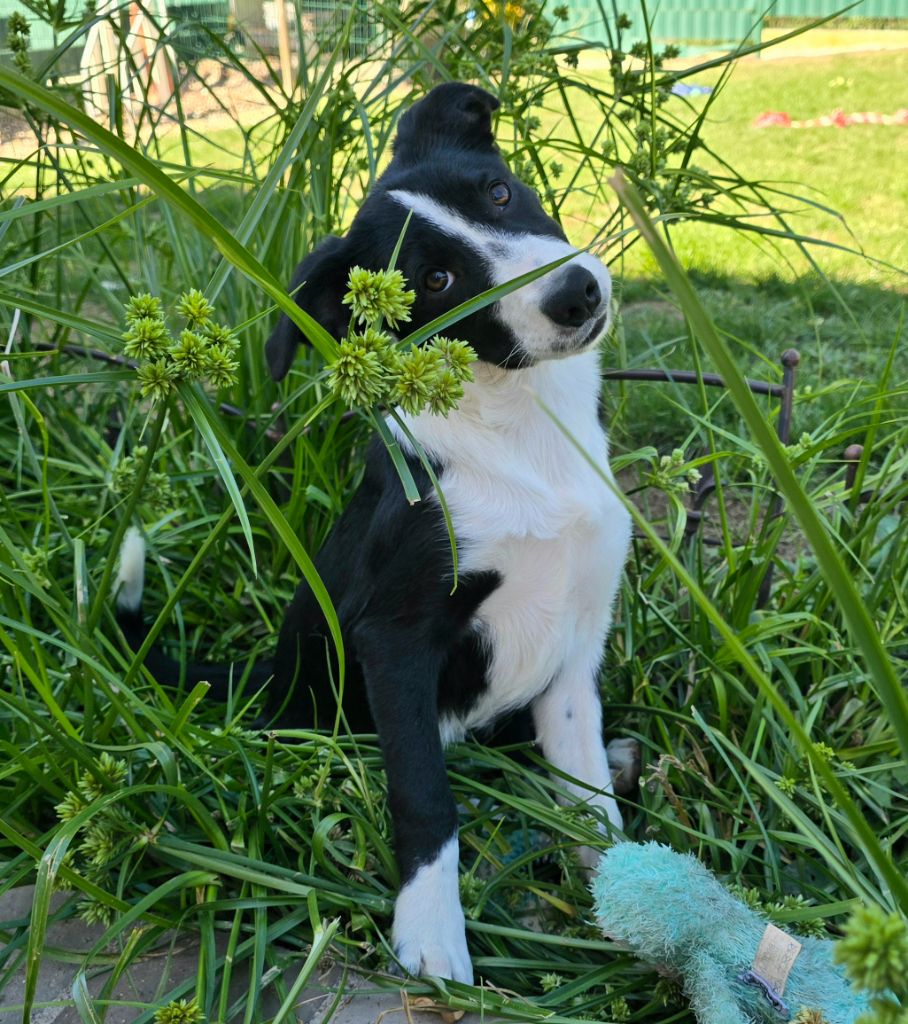 *  AKUNA du Paradis des P'tits Cracks *