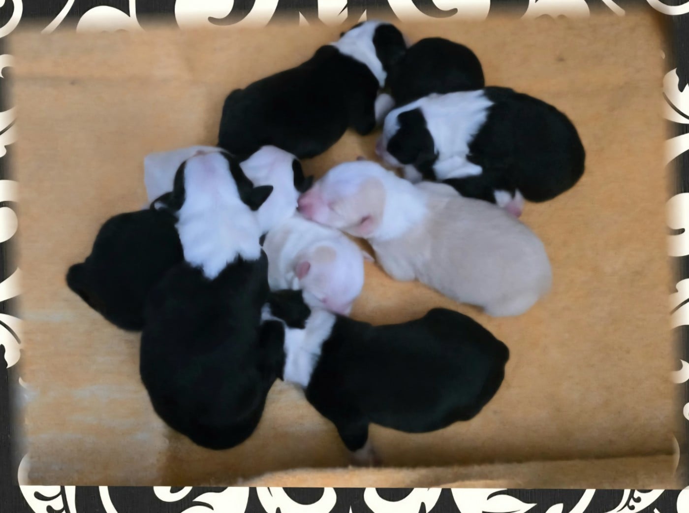 Border Collie - du Paradis des P'tits Cracks