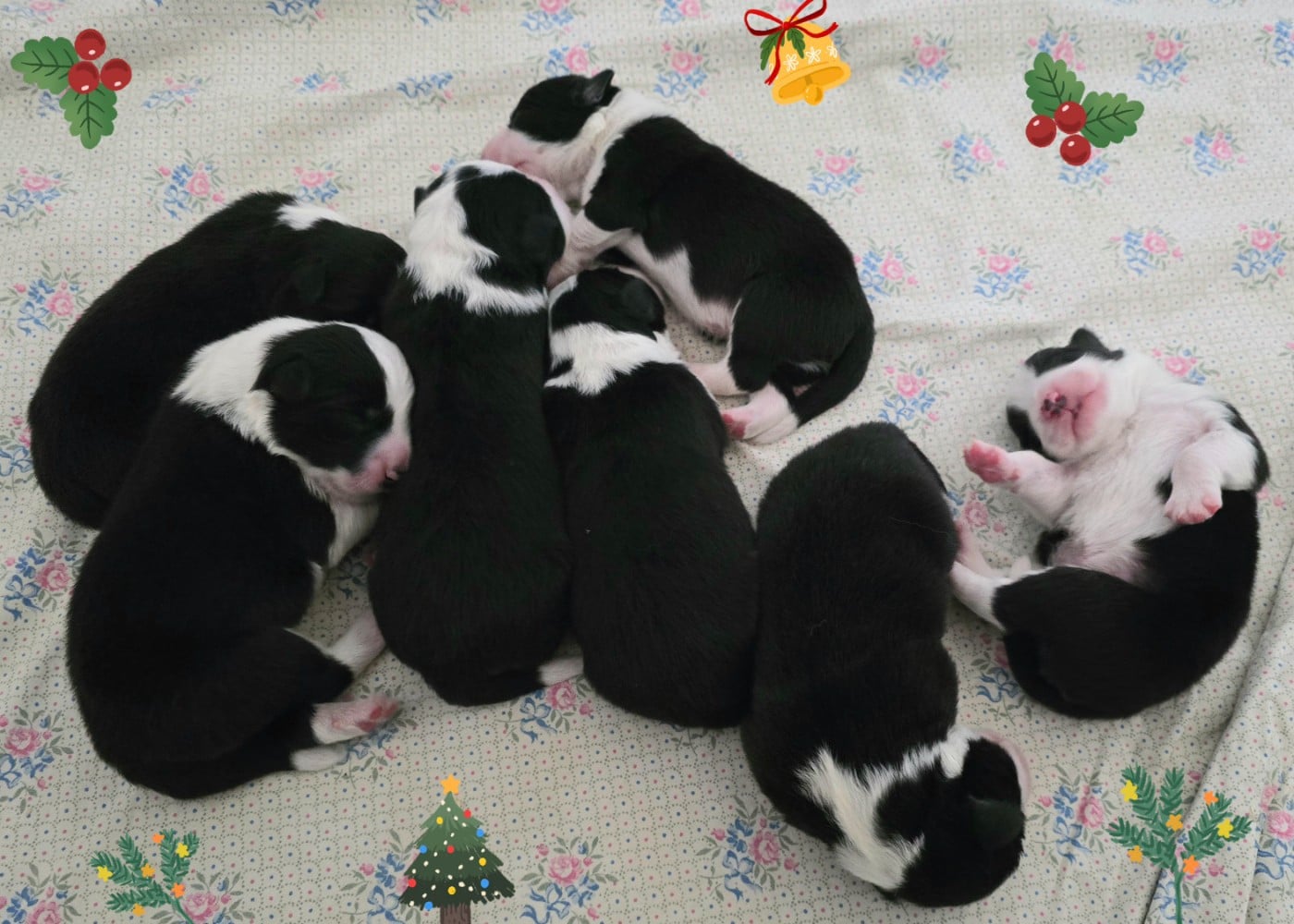 - * CHIOT 1 FEMELLE NOIRE ET BLANCHE * . - Border Collie