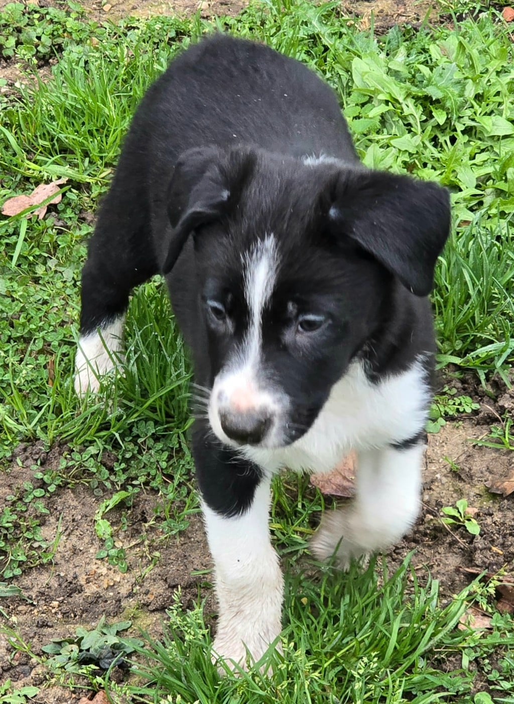 * ASLAN du Paradis des P'tits Cracks *.