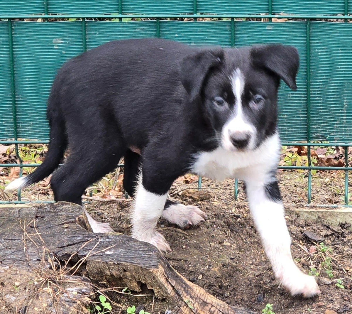 * ASLAN du Paradis des P'tits Cracks *.