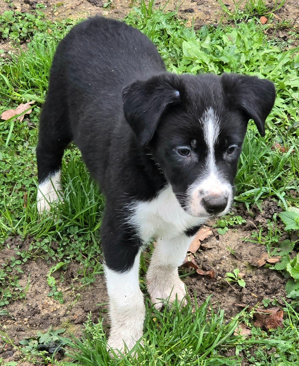 * ASLAN du Paradis des P'tits Cracks *.