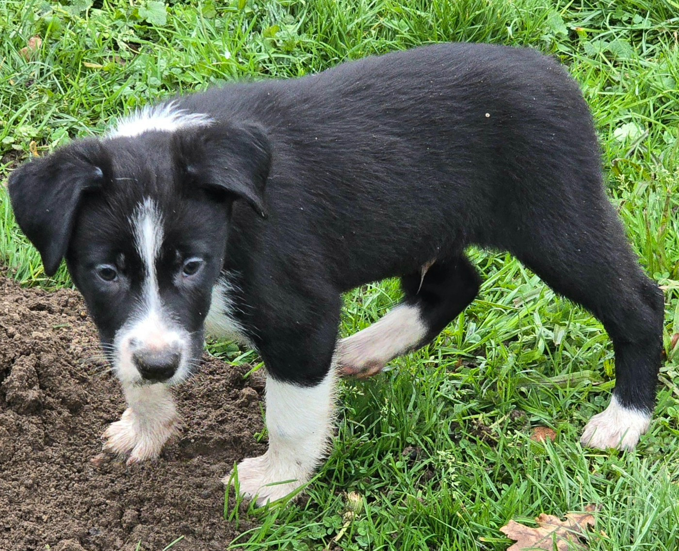 * ASLAN du Paradis des P'tits Cracks *.