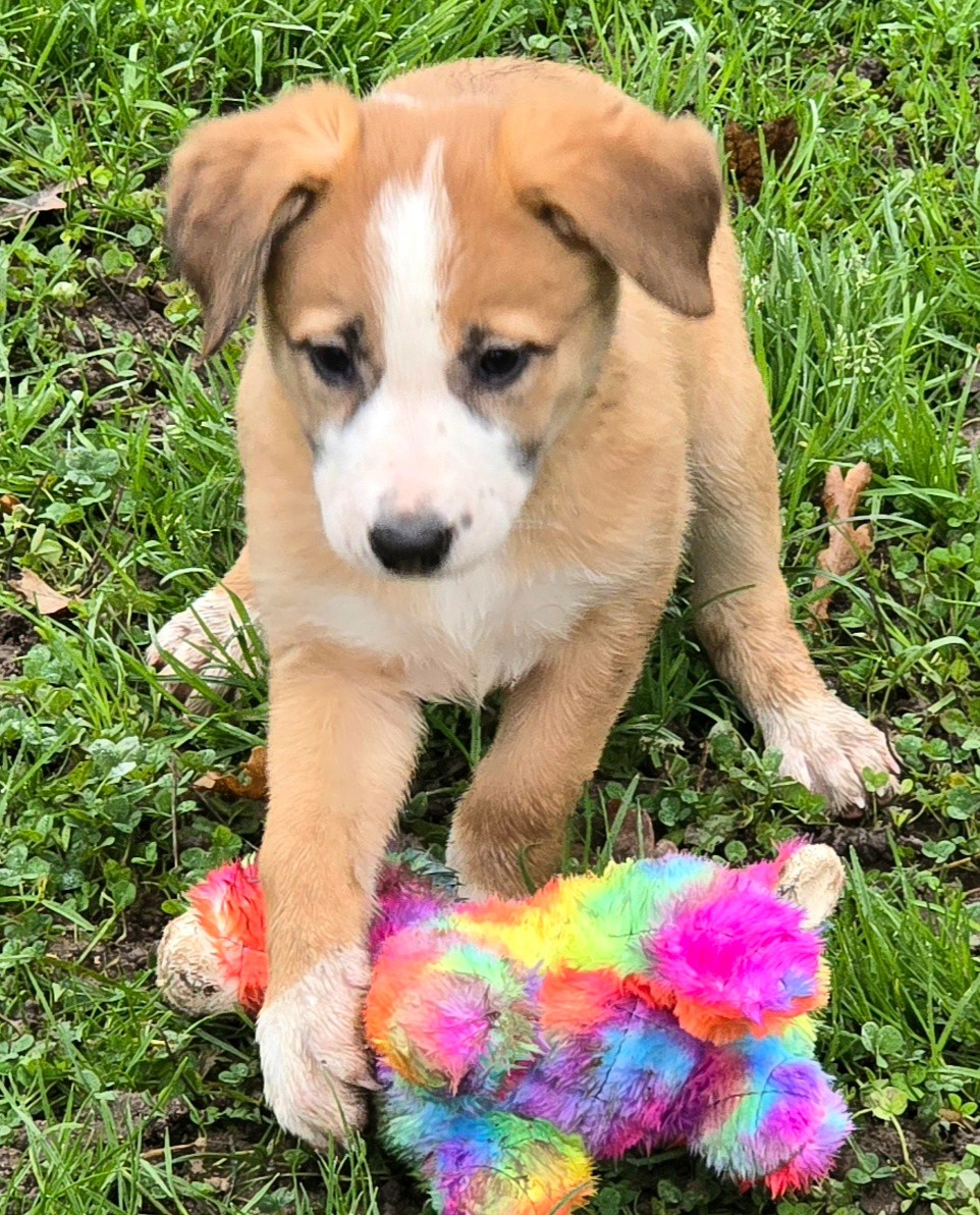 * ALIYA du Paradis des P'tits Cracks * .