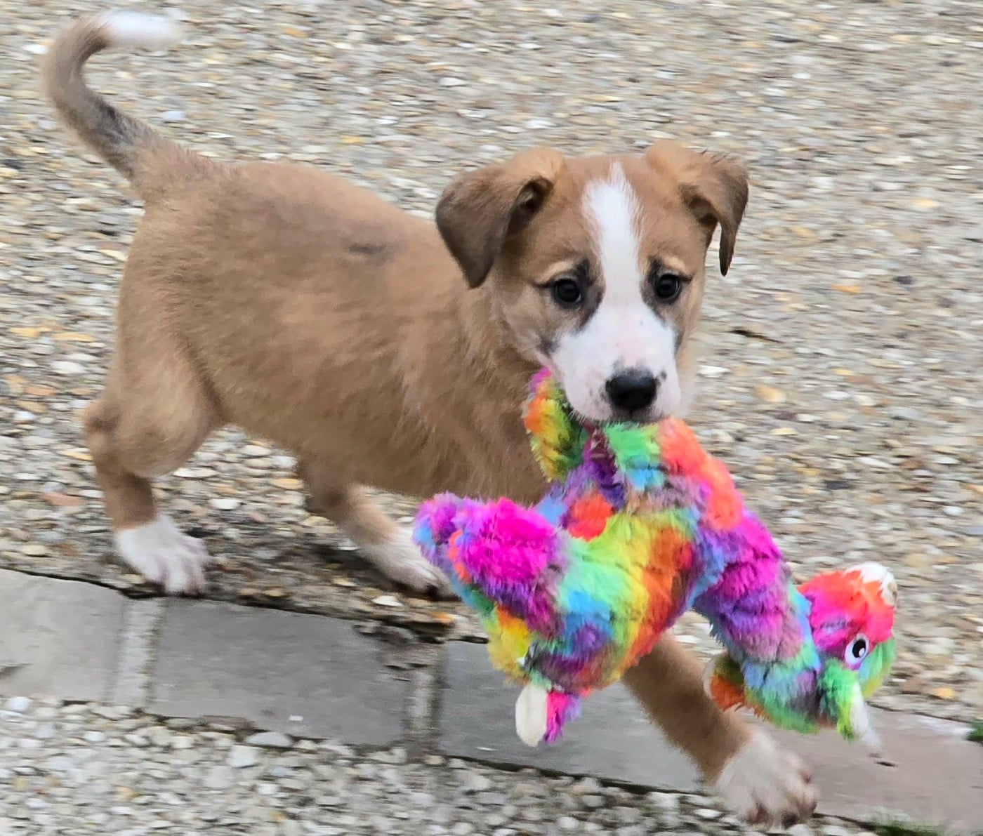 * ALIYA du Paradis des P'tits Cracks * .